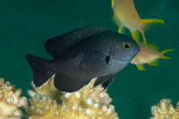 Pomacentrus brachialis (Charcoal Damsel)