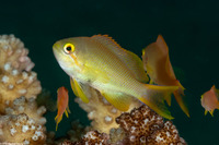 Pseudanthias huchtii (Threadfin Anthias)