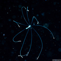 Cerianthus sp.2 (Tube-Dwelling Anemone)