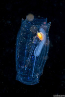 Salpa fusiformis (Common Salp)