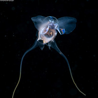 Cavolinia tridentata (Pteropod)