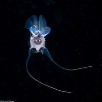 Cavolinia tridentata (Pteropod)