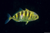 Gnathanodon speciosus (Golden Trevally)