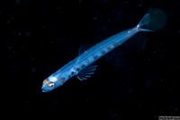 Trachinocephalus myops (Snakefish)