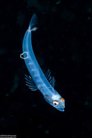 Trachinocephalus myops (Snakefish)