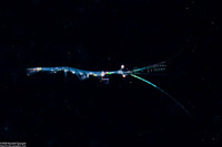 Lucifer sp.1 (Planktonic Shrimp)