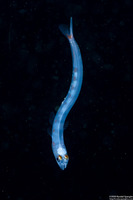 Trachinocephalus myops (Snakefish)