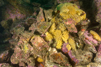 Ceratostoma foliatum (Leafy Hornmouth)