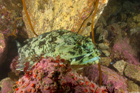Scorpaenichthys marmoratus (Cabezon)