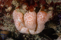 Eudistoma molle (Eudistoma Molle)