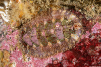 Mopalia ciliata (Hairy Chiton)