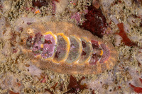 Mopalia ciliata (Hairy Chiton)
