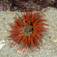 Anthopleura artemisia (Moonglow Anemone)