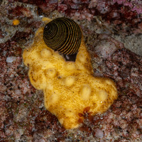 Polymastia pachymastia (Aggregated Nipple Sponge)