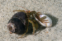 Pagurus granosimanus (Grainyhand Hermit Crab)