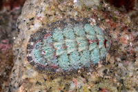Mopalia lignosa (Woody Chiton)