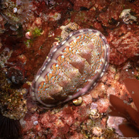 Tonicella lokii (Flame Lined Chiton)