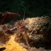 Orthopagurus minimus (Toothshell Hermit Crab)