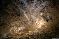 Cucumaria piperata (Peppered Sea Cucumber)