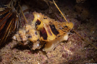 Paciocinebrina barbarensis (Paciocinebrina Barbarensis)