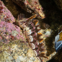 Gibbonsia metzi (Striped Kelpfish)