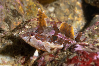 Gibbonsia metzi (Striped Kelpfish)