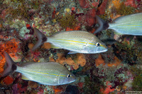 Haemulon aurolineatum (Tomtate)