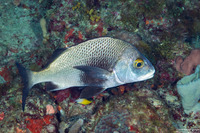 Anisotremus surinamensis (Black Margate)