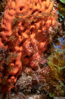 Agelas clathrodes (Orange Elephant Ear Sponge)