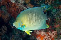 Holacanthus bermudensis (Blue Angelfish)