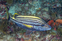 Haemulon macrostomum (Spanish Grunt)