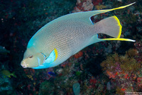 Holacanthus bermudensis (Blue Angelfish)