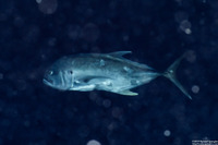 Caranx hippos (Crevalle Jack)