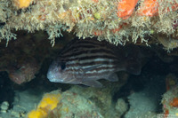 Pareques acuminatus (Highhat)