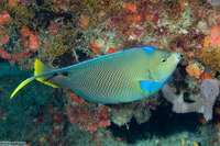 Holacanthus bermudensis (Blue Angelfish)