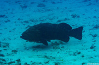 Epinephelus itajara (Goliath Grouper)