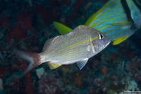 Haemulon aurolineatum (Tomtate)