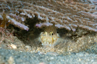 Gnatholepis thompsoni (Goldspot Goby)