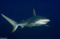 Carcharhinus perezii (Reef Shark)