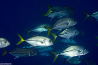 Caranx latus (Horse-Eye Jack)