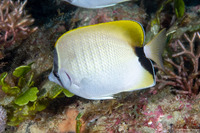 Chaetodon sedentarius (Reef Butterflyfish)