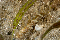 Limenandra nodosa (Warty Nudibranch)