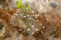 Class Pycnogonida (Sea Spider)