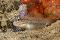 Coryphopterus glaucofraenum (Bridled Goby)