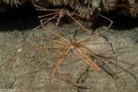 Stenorhynchus seticornis (Yellowline Arrow Crab)