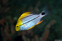 Anisotremus virginicus (Porkfish)