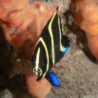 Pomacanthus arcuatus (Gray Angelfish)