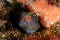 Parablennius marmoreus (Seaweed Blenny)