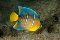 Holacanthus bermudensis (Blue Angelfish)