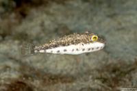 Sphoeroides spengleri (Bandtail Puffer)